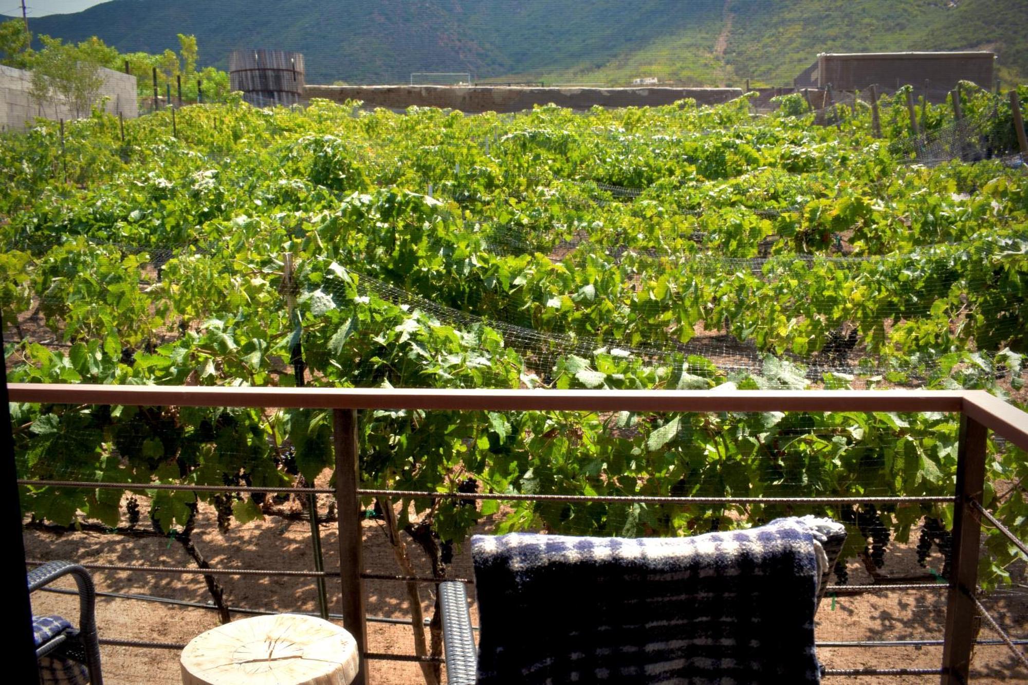 Uvauva Eco-Retreat Bed & Breakfast Valle de Guadalupe Exterior foto
