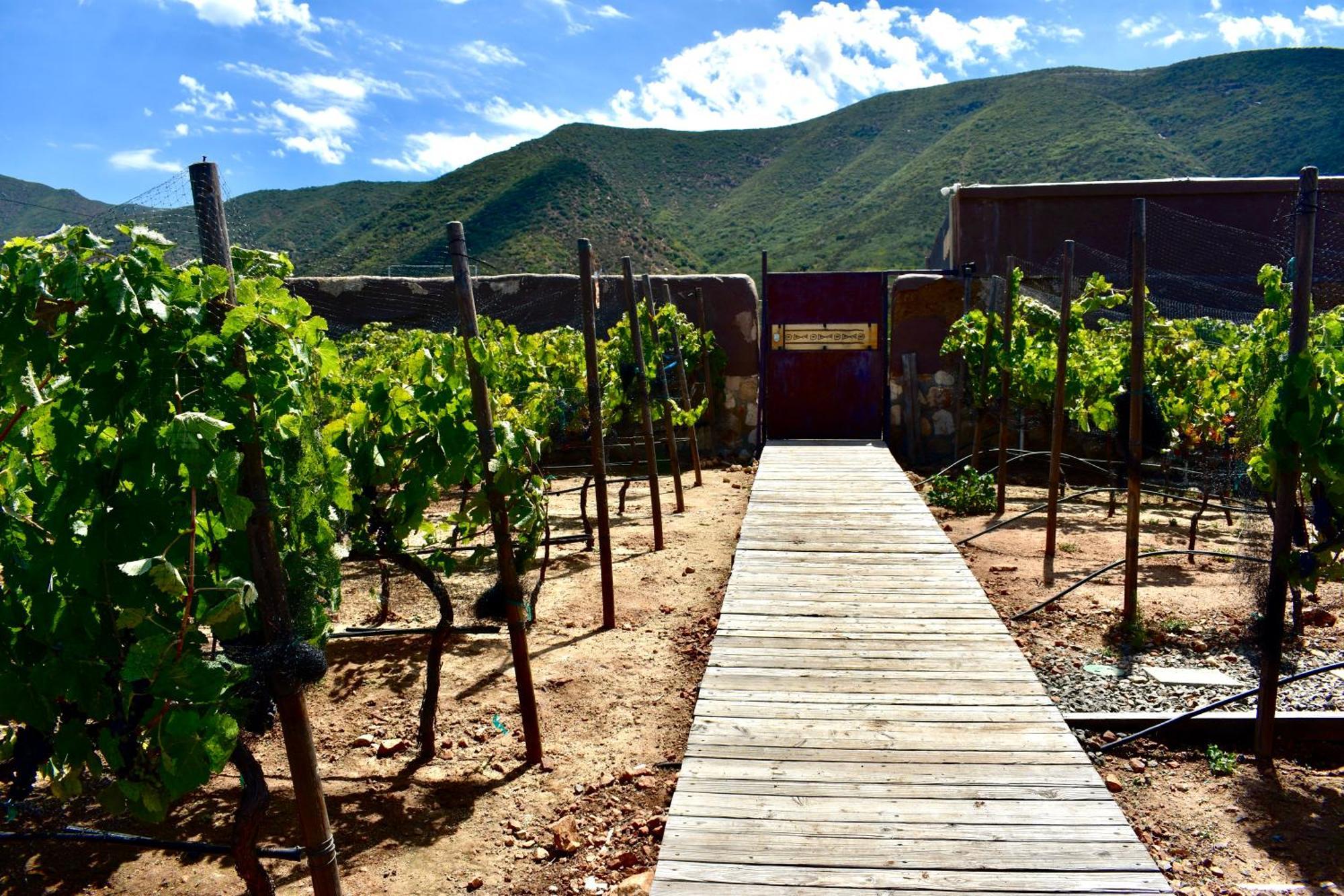 Uvauva Eco-Retreat Bed & Breakfast Valle de Guadalupe Exterior foto