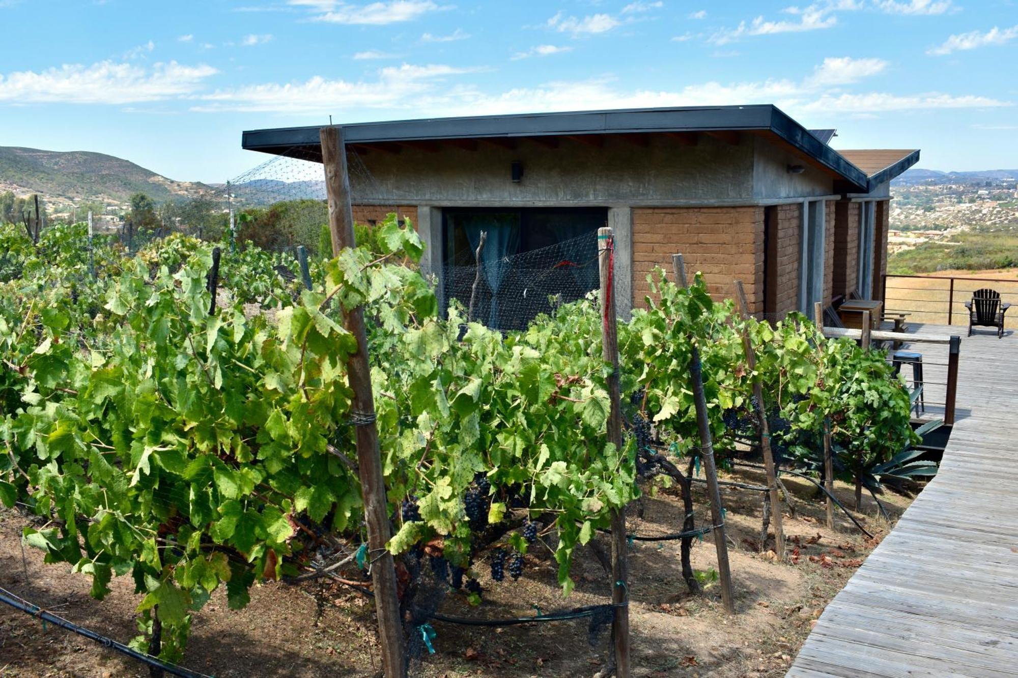 Uvauva Eco-Retreat Bed & Breakfast Valle de Guadalupe Exterior foto